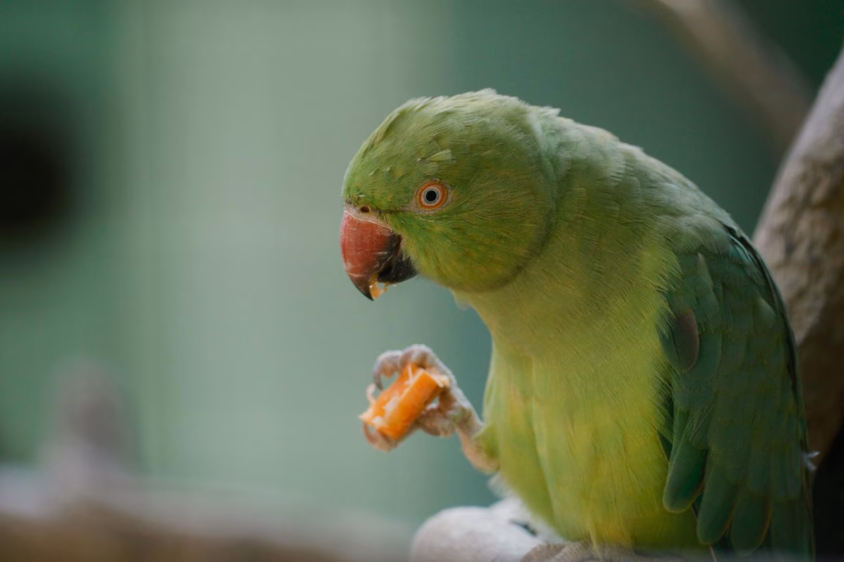 Otobüs ile Büyük İtalya & Güney Fransa & İspanya & Balkanlar Turu Şehir Turları ve Ekstralar Dahil 13 Gün