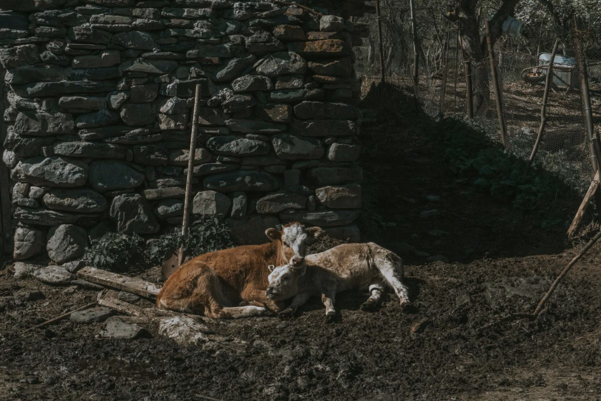 Rusya Turu 6 Gece Ekstra Turlar Dahil Kurban Bayramı Özel VKO-LED